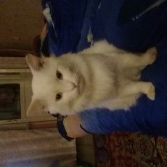 Фото: пропала кошка «Пропал кот помогите найти любимца Владивосток» в г. Владивосток